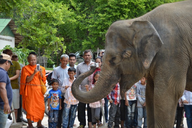 Phnom Tamao Wildlife Rescue Center, Cambodia. Monk curiosity continues. 