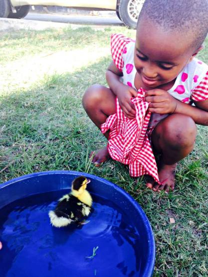 Ducky Lucky is a great teacher!  (Photo Credit to Sophie)