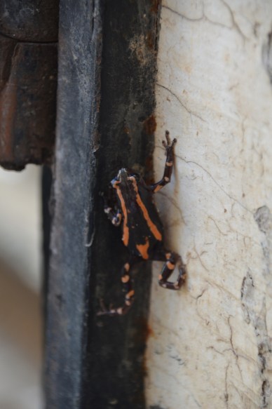 Wildlife at the Children's Home