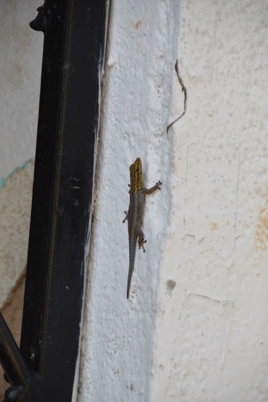 Even common critters are amazing!