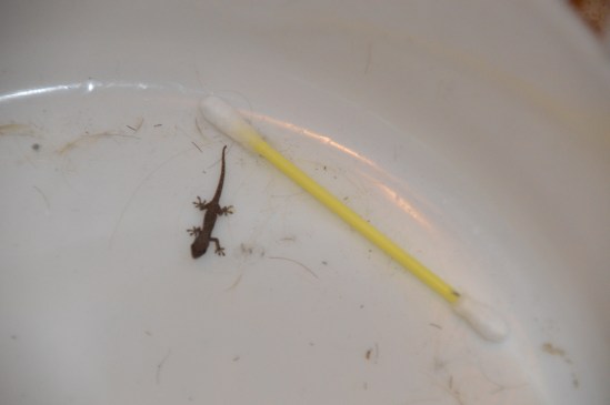 ...and geckos the size of your pinky nail!