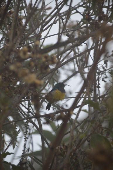 Hello there sunbird!