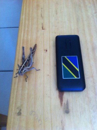 ...and grasshoppers the size of my phone!