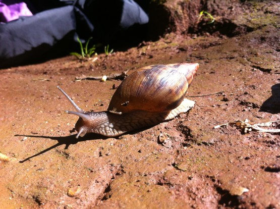 Snails the size of your hand...