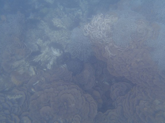 ...and coral reefs just feet away.