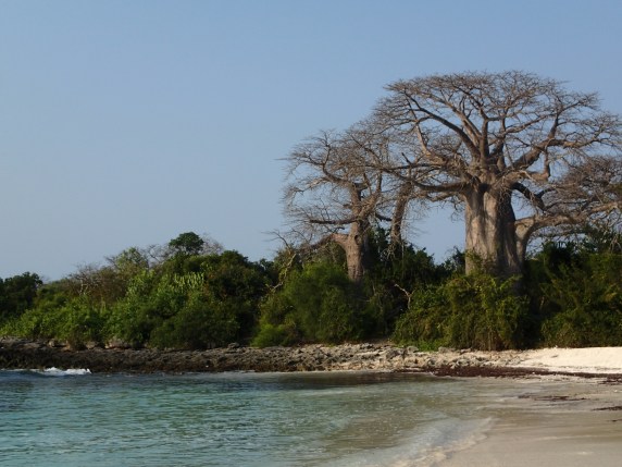 Baobab trees on land...