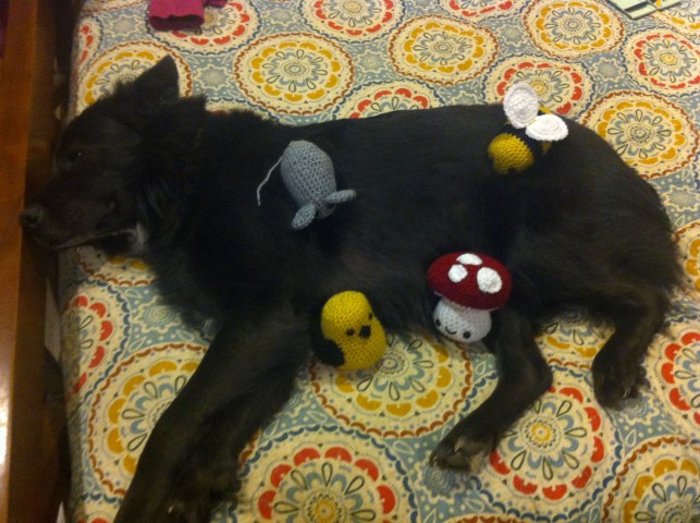 Max in 2014 supporting Shannon's amigurumi hobby