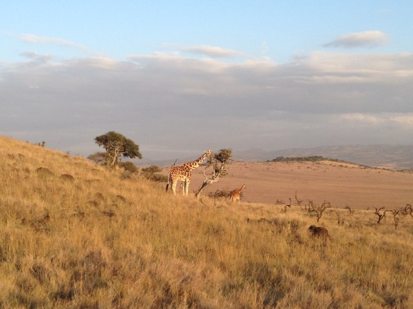 I will always love them