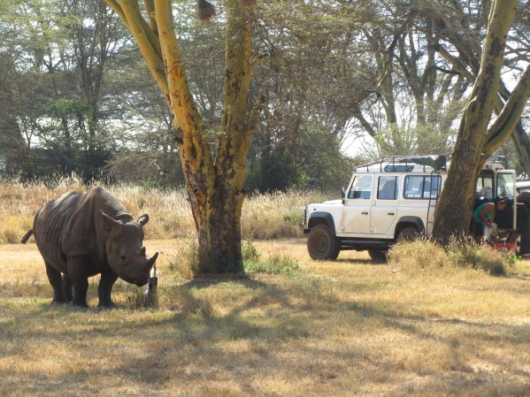 A smart rhino in camp using the spigot (we are not sure why it is so tame though)