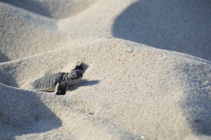 Sea turtle hatching on our 1-year anniversary of arriving in TZ